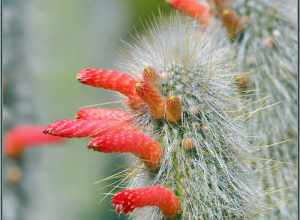 
500px provided description: Take the little survey that pops up in the corner and choose "other" and write in Flowers. We need a Flowers category. [#flowers ,#flower ,#bokeh ,#close-up ,#california ,#cactus ,#buds ,#creamy bokeh ,#sigma 105 ,#D850]