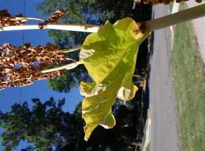Rhubarb left to produce fruiting stems along West Arthur Street, Bozeman, Gallatin County, Montana. Leafy stems stood over 1.5 m tall, which likely diminished the abundance of basal leaves that survived into mid summer.