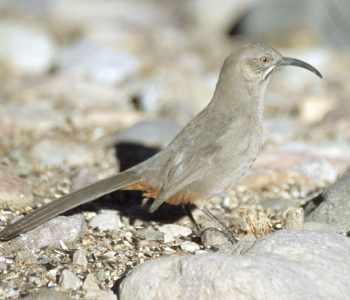 Crissal Thrasher (Toxostoma crissale)